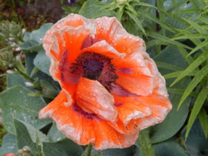 DSCN0363.JPG
