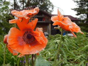 DSCN0364.JPG