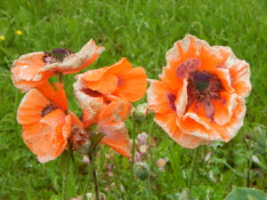 DSCN0452.JPG