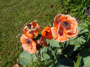 DSCN0587.JPG