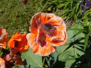DSCN0590.JPG