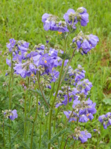 DSCN0453.JPG