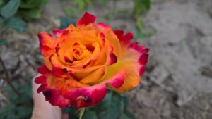 WP_20190624_10_32_19_Pro_LI.jpg