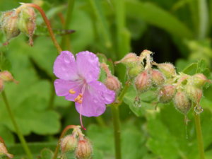 DSCN0387.JPG