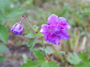 DSCN0455.JPG