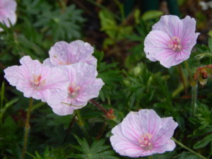 DSCN0519.JPG