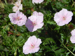 DSCN0573.JPG