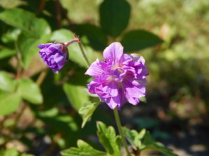 DSCN0580.JPG
