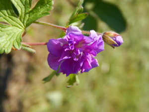 DSCN0581.JPG