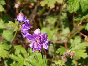 DSCN0584.JPG