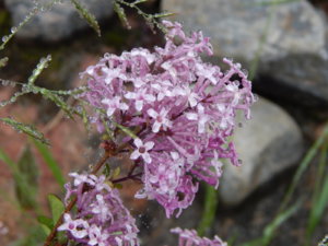 DSCN0412.JPG