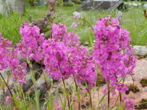 DSCN0416.JPG