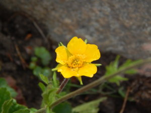 DSCN0511.JPG