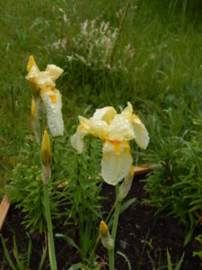 DSCN0371.JPG
