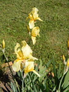 DSCN0531.JPG