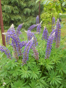 DSCN0388.JPG