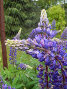 DSCN0390.JPG