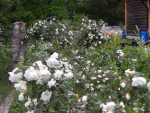 DSCN0378.JPG