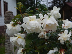 DSCN0379.JPG