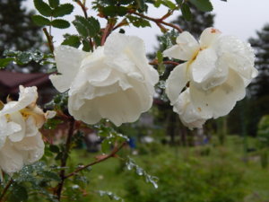 DSCN0380.JPG