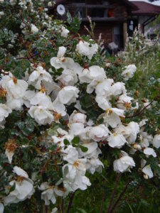 DSCN0381.JPG