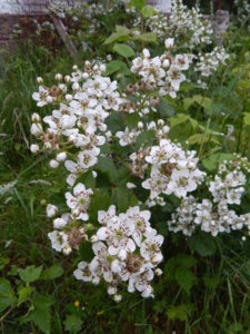 DSCN0382.JPG