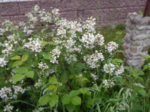 DSCN0383.JPG