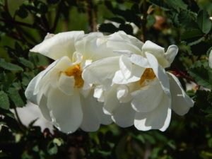 DSCN0524.JPG
