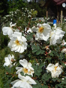 DSCN0525.JPG