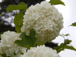 DSCN0358.JPG