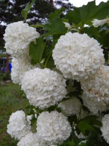 DSCN0357.JPG