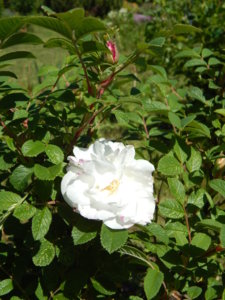 DSCN0526.JPG