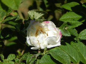 DSCN0528.JPG