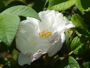 DSCN0529.JPG