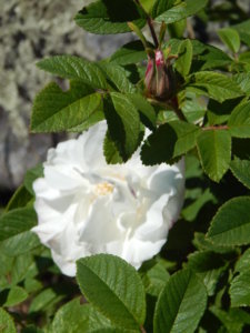 DSCN0530.JPG