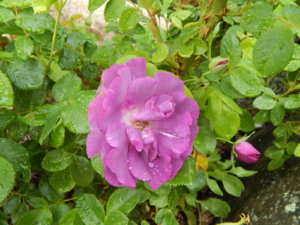 DSCN0396.JPG