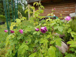 DSCN0397.JPG