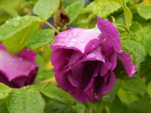DSCN0398.JPG