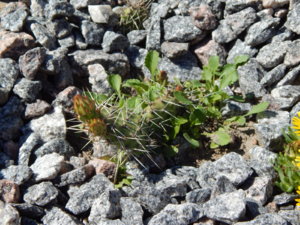 DSCN0535.JPG
