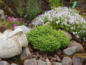 DSCN0486.JPG