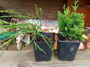 IMG_20190623_162022.jpg