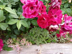 IMG_20190625_174958.jpg