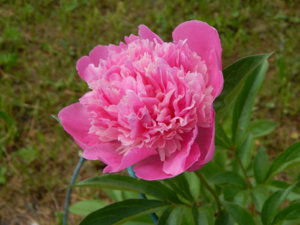 DSCN0816.JPG