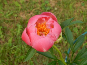 DSCN0817.JPG