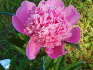 DSCN0936.JPG