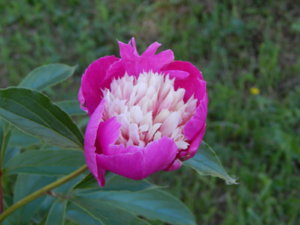 DSCN0937.JPG
