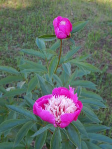 DSCN0940.JPG