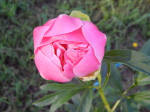 DSCN0942.JPG
