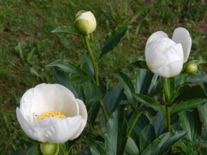 DSCN0833.JPG