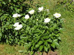 DSCN0966.JPG